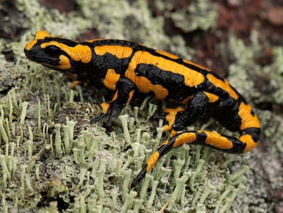 Feuersalamander1